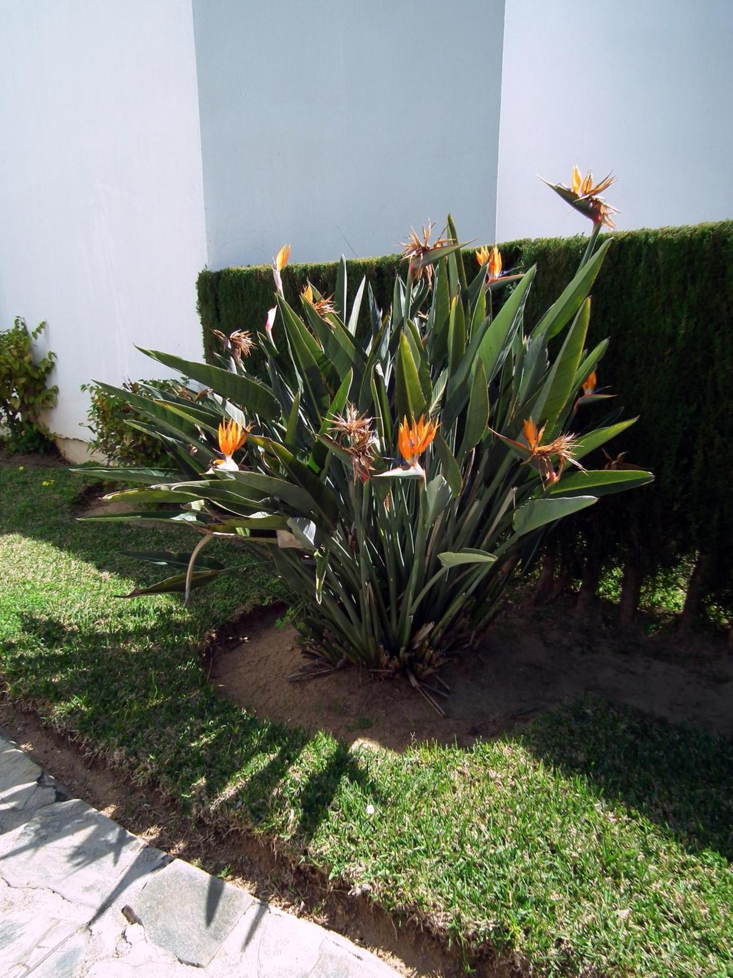 Apartamento Nerja Playa Burriana Dış mekan fotoğraf